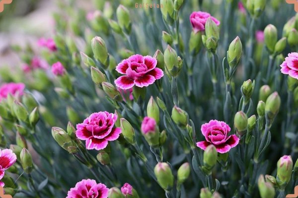  عکس گل میخک