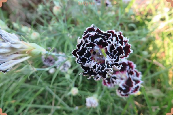  عکس گل میخک