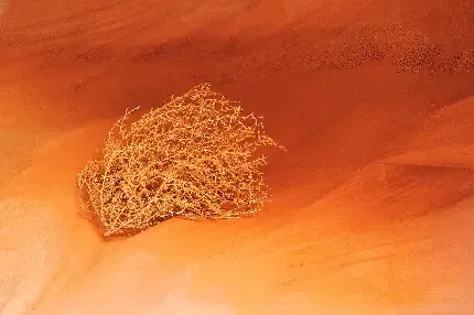  عکس کویر داغ زیبا