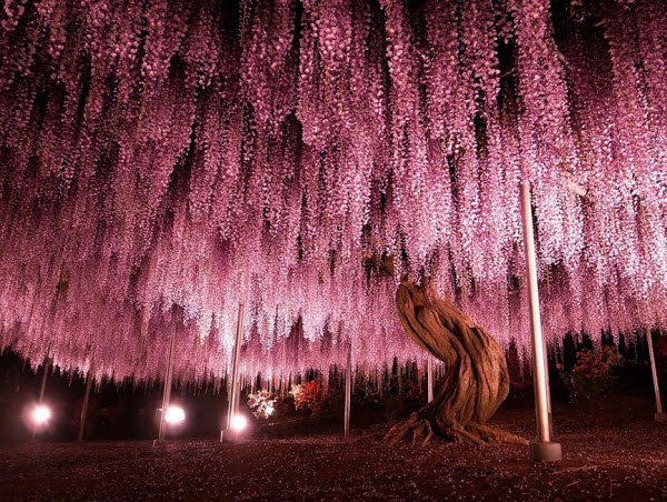 عکس درخت های رنگی زیبا