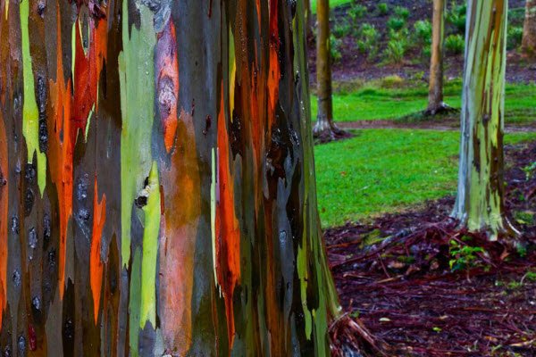  عکس درخت های رنگی زیبا