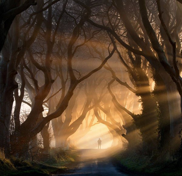  عکس درخت های رنگی زیبا