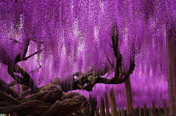  عکس درخت های رنگی زیبا