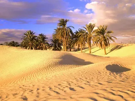 عکس کویر برای پروفایل