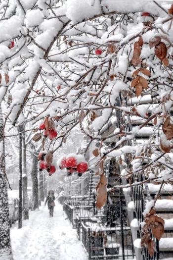  عکس منظره برفی با کیفیت بالا