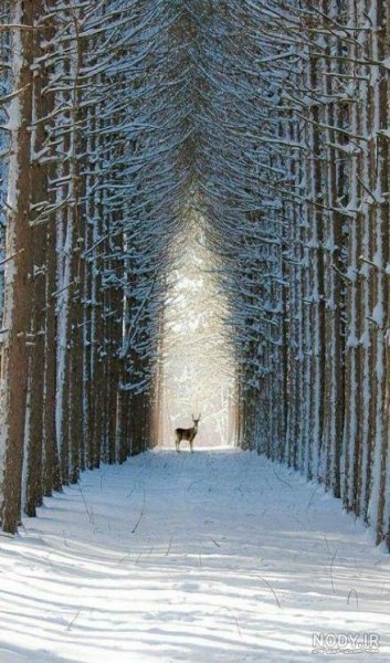  عکس طبیعت زمستانی برای پروفایل