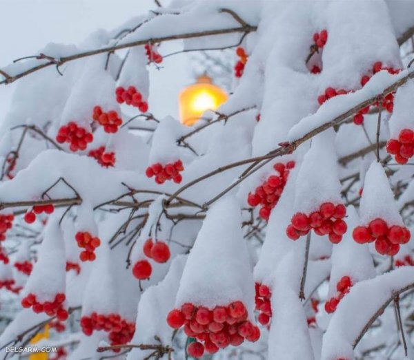 عکس طبیعت زمستانی برفی