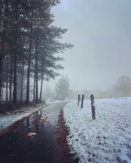  عکس جنگل برفی و زمستانی