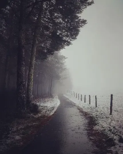  عکس جنگل برفی و زمستانی