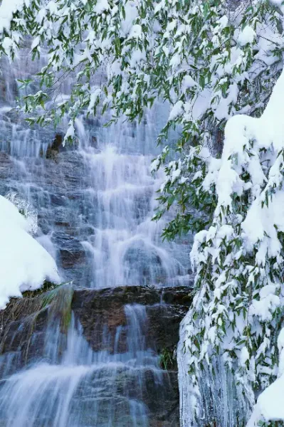  عکس جنگل برفی و زمستانی