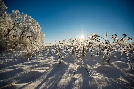  عکس جنگل برفی و زمستانی