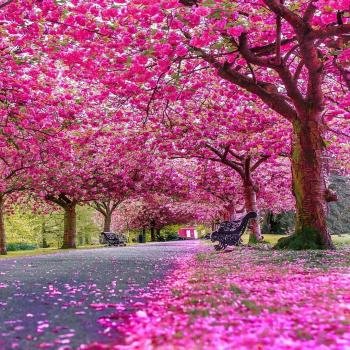  عکس پروفایل جنگل و طبیعت زیبا