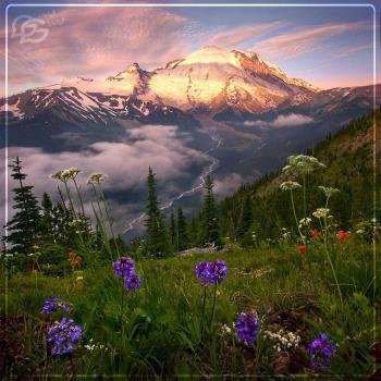  عکس پروفایل جنگل و طبیعت زیبا