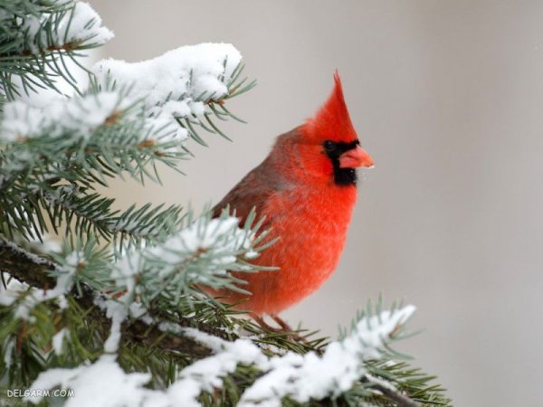  عکس زمستان برای اینستاگرام