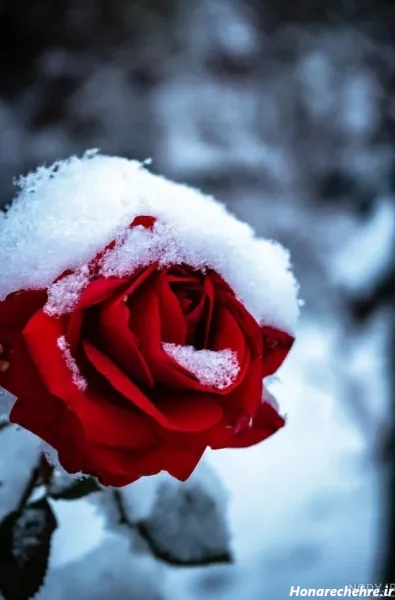  عکس های زمستانی