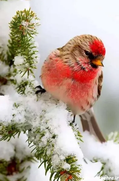  عکس های زمستانی