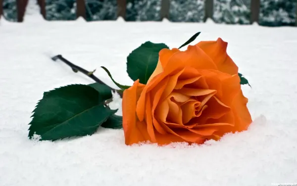  عکس های زمستانی