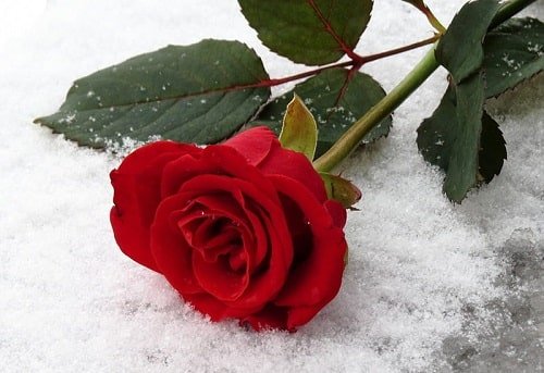  عکس گل برفی برای پروفایل