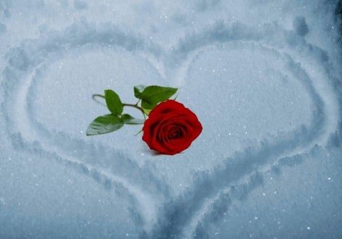  عکس گل برفی برای پروفایل