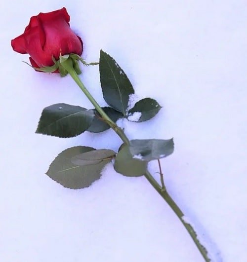  عکس گل برفی برای پروفایل