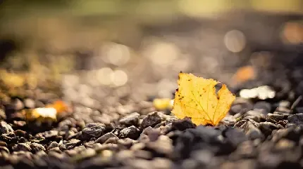  بک گراند پاییز HD