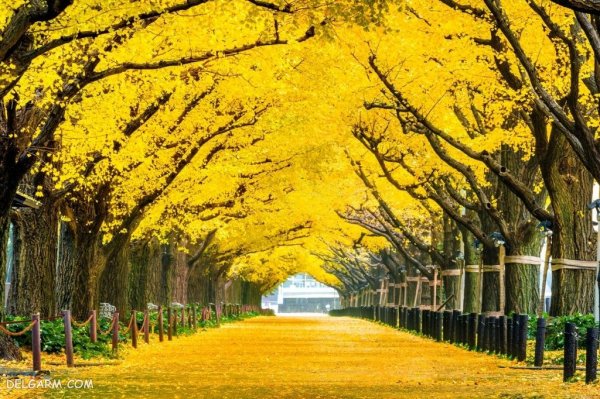  عکس فصل پاییز برای زمینه