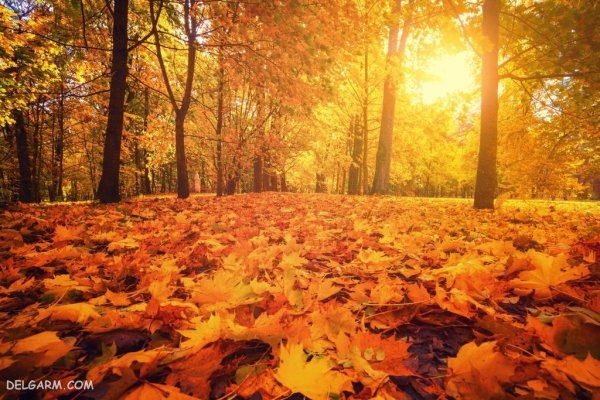  عکس فصل پاییز برای زمینه
