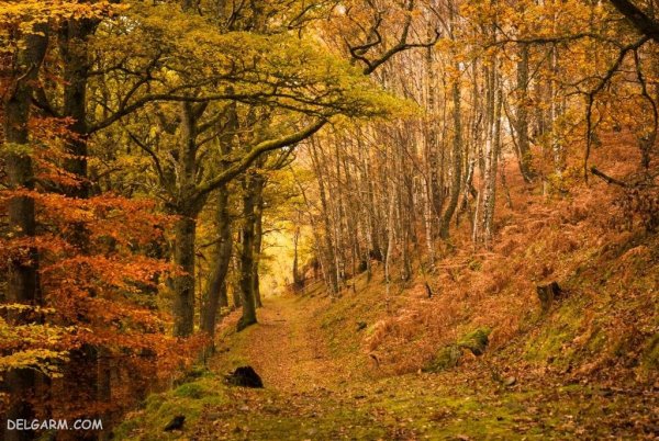  عکس فصل پاییز برای زمینه