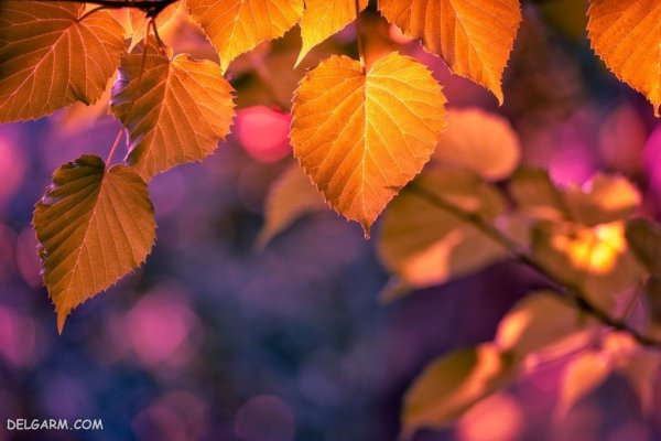  عکس برگ درختان در فصل پاییز