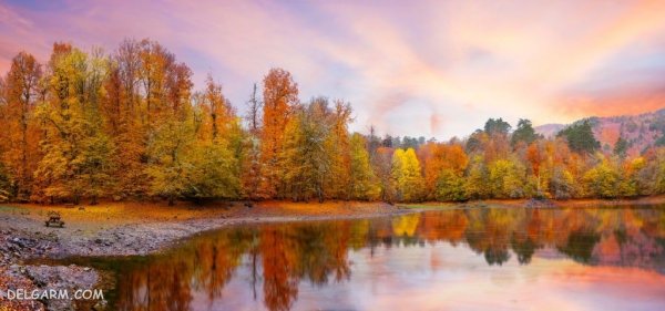  عکس برگ درختان در فصل پاییز