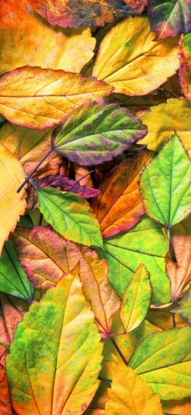 عکس فصل پاییز برای صفحه گوشی