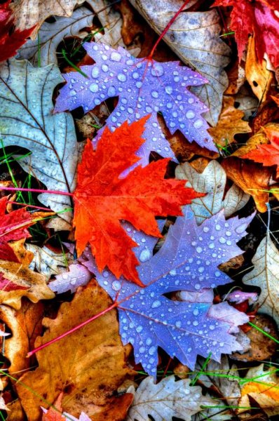  عکس فصل پاییز برای صفحه گوشی