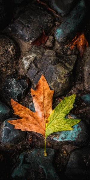  عکس فصل پاییز برای صفحه گوشی