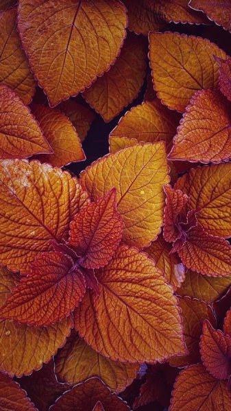  عکس فصل پاییز برای صفحه گوشی