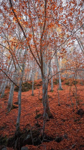  عکس فصل پاییز برای صفحه گوشی