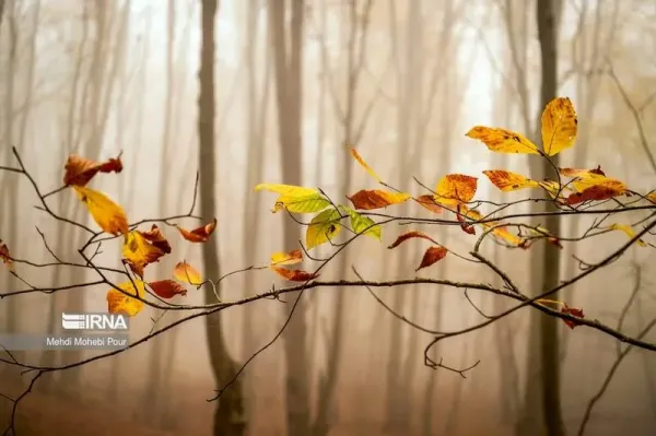  عکس پاییز شمال