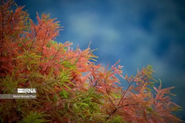  عکس پاییز شمال