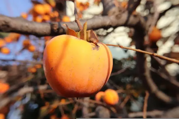  عکس پروفایل میوه پاییزی