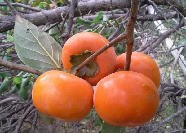  عکس درخت خرمالو در پاییز