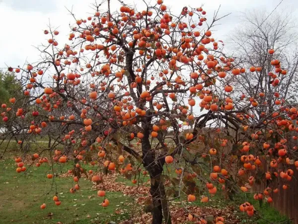  عکس درخت خرمالو در پاییز