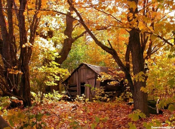  پروفایل پاییزی کلبه‌ جنگلی زیبا