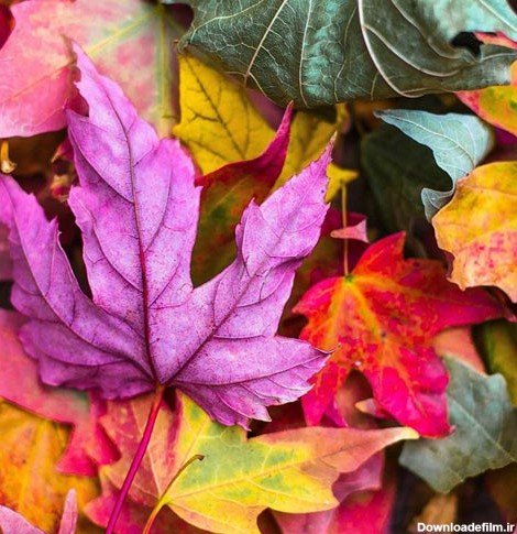  عکس کلبه چوبی در پاییز