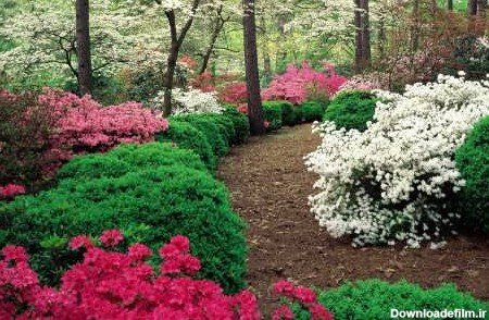  عکس طبیعت سر سبز و زیبا