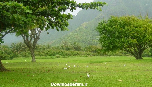  عکس طبیعت سر سبز و زیبا