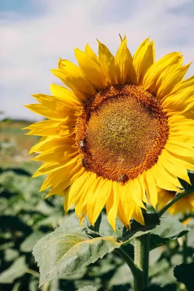  عکس گل آفتابگردان با کیفیت بالا