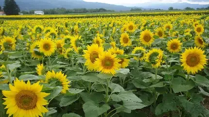  عکس گل آفتابگردان طبیعی