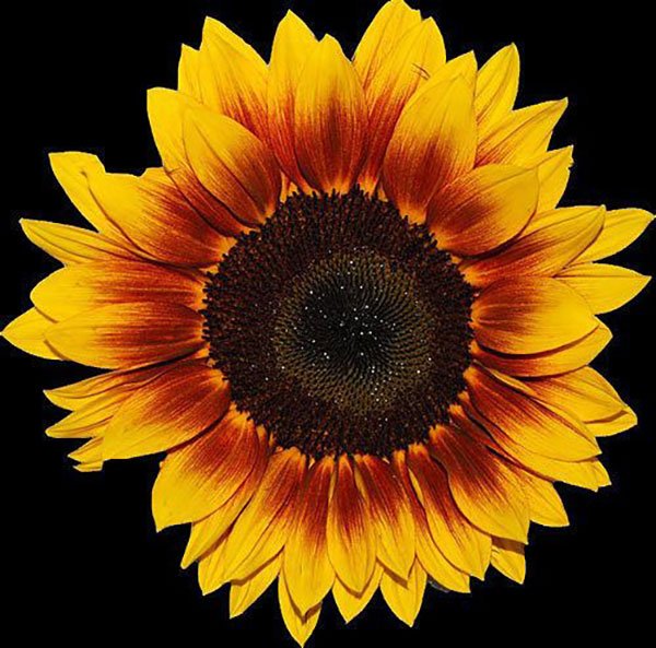  عکس گل آفتابگردان فانتزی