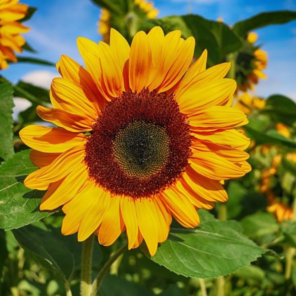  عکس گل آفتابگردان فانتزی