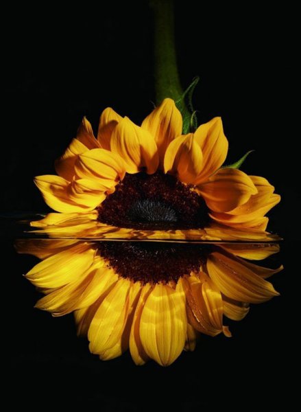  عکس گل آفتابگردان فانتزی