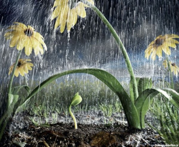 عکس گل آفتابگردان زیر باران